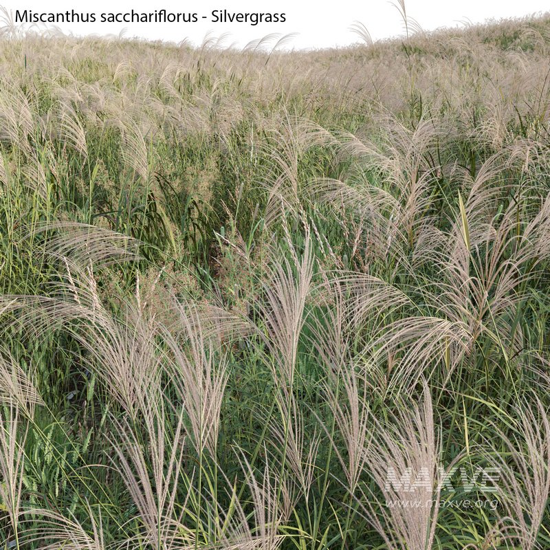 Miscanthus sacchariflorus – Silvergrass 01 - Image 2