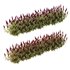 Set of Plant Princes Feather06 -Amaranthus hypochondriacus - Thumbnail 2
