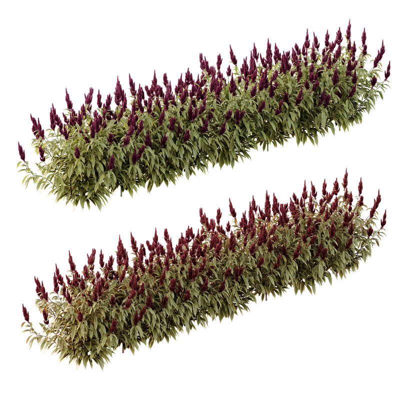 Set of Plant Princes Feather06 -Amaranthus hypochondriacus - Image 2