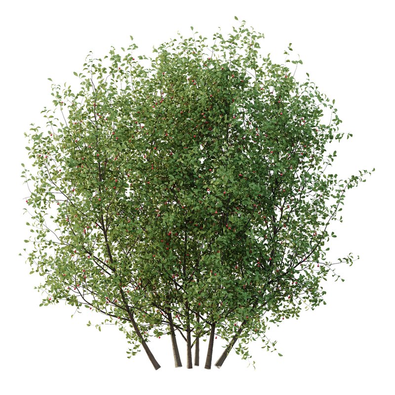 Ilex Mucronata Plant Mountain holly 06 (2 Bush) - Image 2