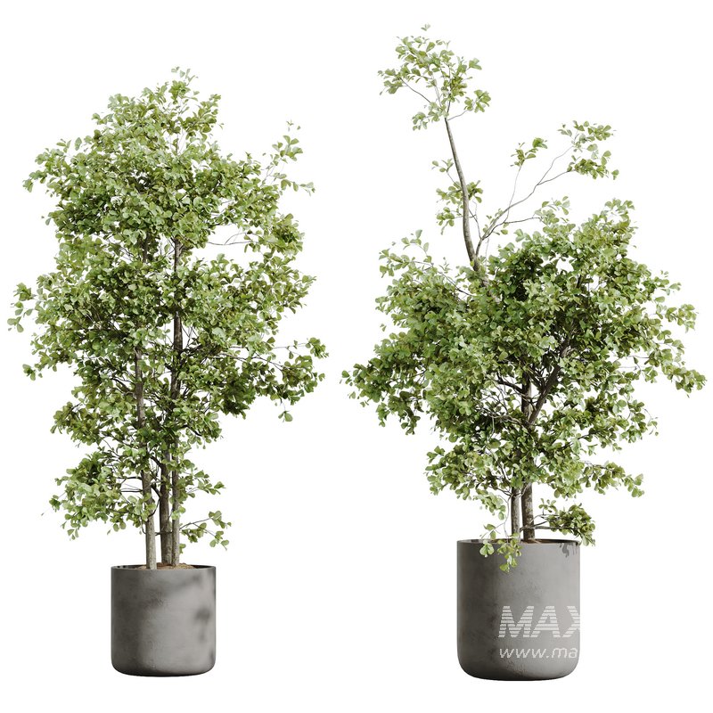 AV HousePlants Mission Kalamata Leccino Arbequina Wilsonii Chemlali Olive Set53 - Image 3