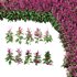 Set of Plant Princes Feather01 -Amaranthus hypochondriacus - Thumbnail 2