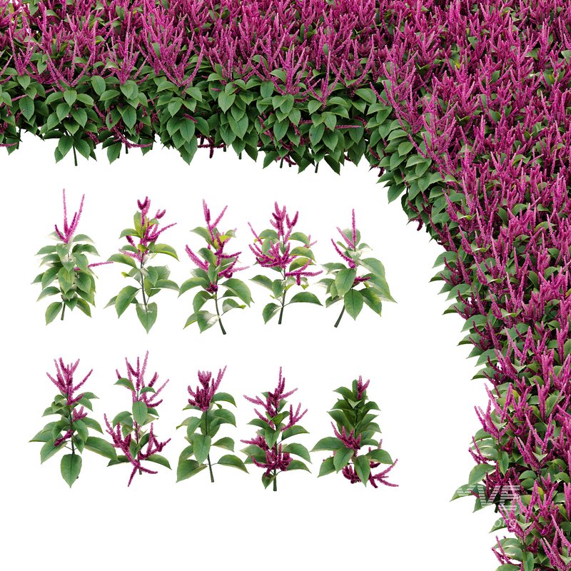 Set of Plant Princes Feather01 -Amaranthus hypochondriacus - Image 2