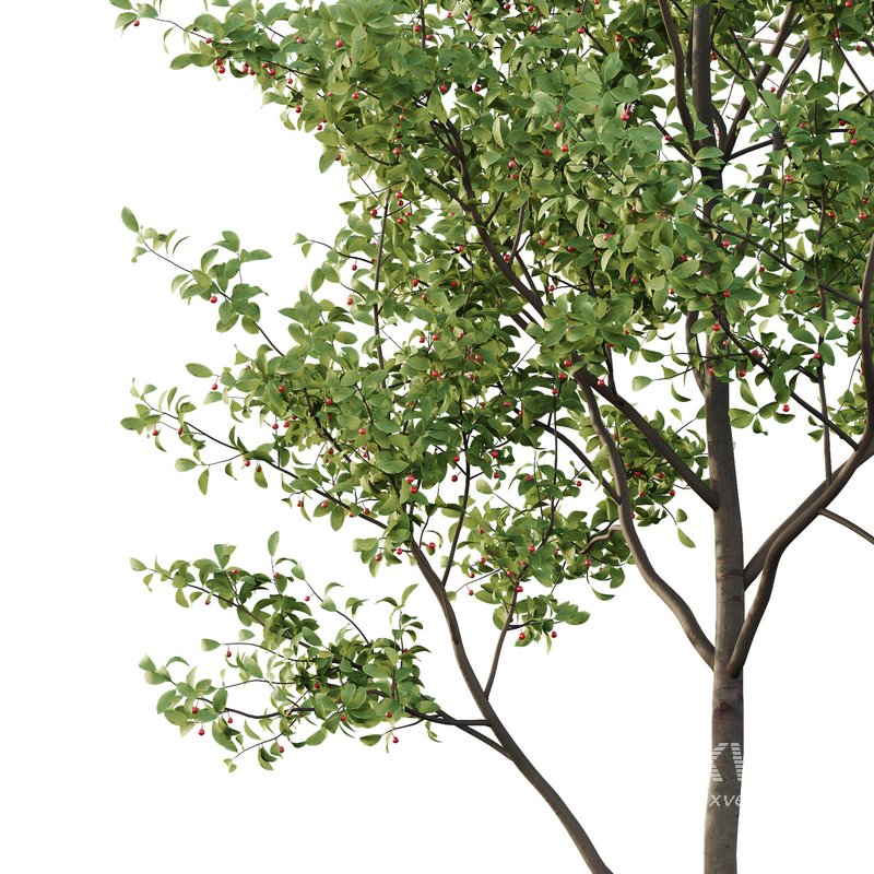 Ilex Mucronata Plant Mountain holly 04 -3 trees - Image 3