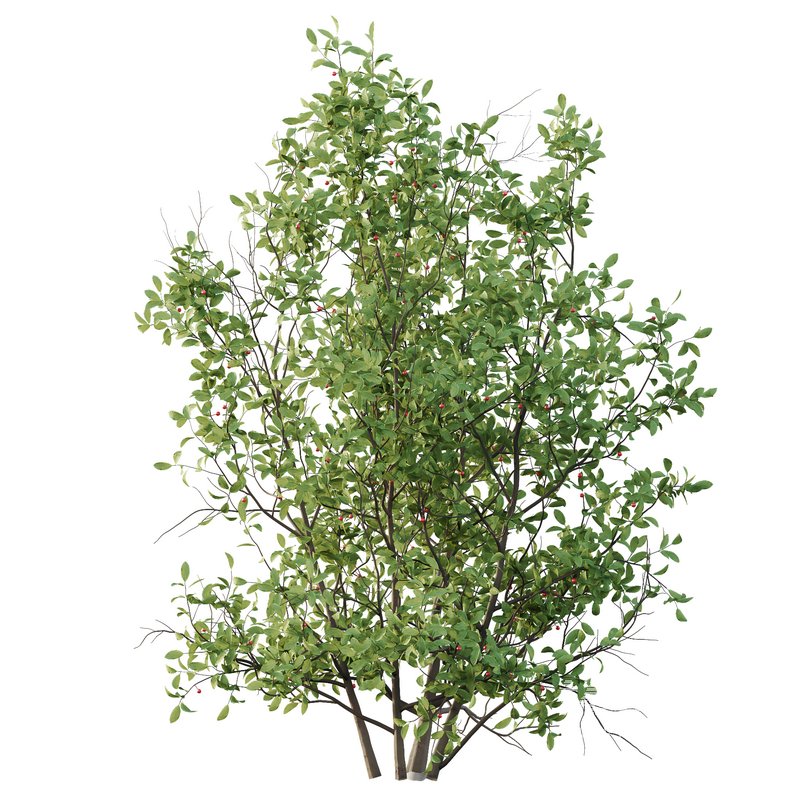 Ilex Mucronata Plant Mountain holly 07 (5 Bush) - Image 1