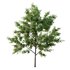 Ilex Mucronata Plant Mountain holly 03 -3 trees - Thumbnail 4
