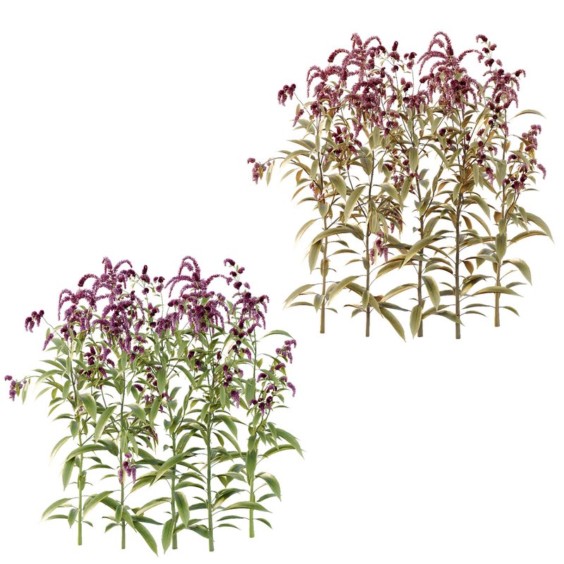 Set of Plant Princes Feather09 -Amaranthus hypochondriacus - Image 3