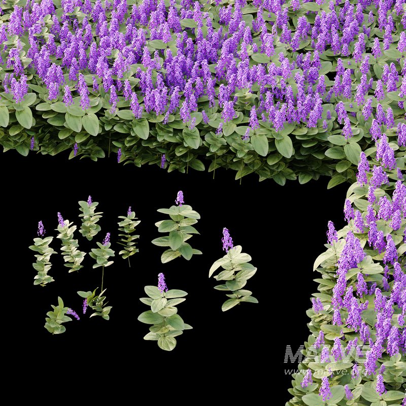 Tibouchina Semidecandra Grass 01 - Image 4