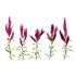Set of Plant Princes Feather02 -Amaranthus hypochondriacus - Thumbnail 3