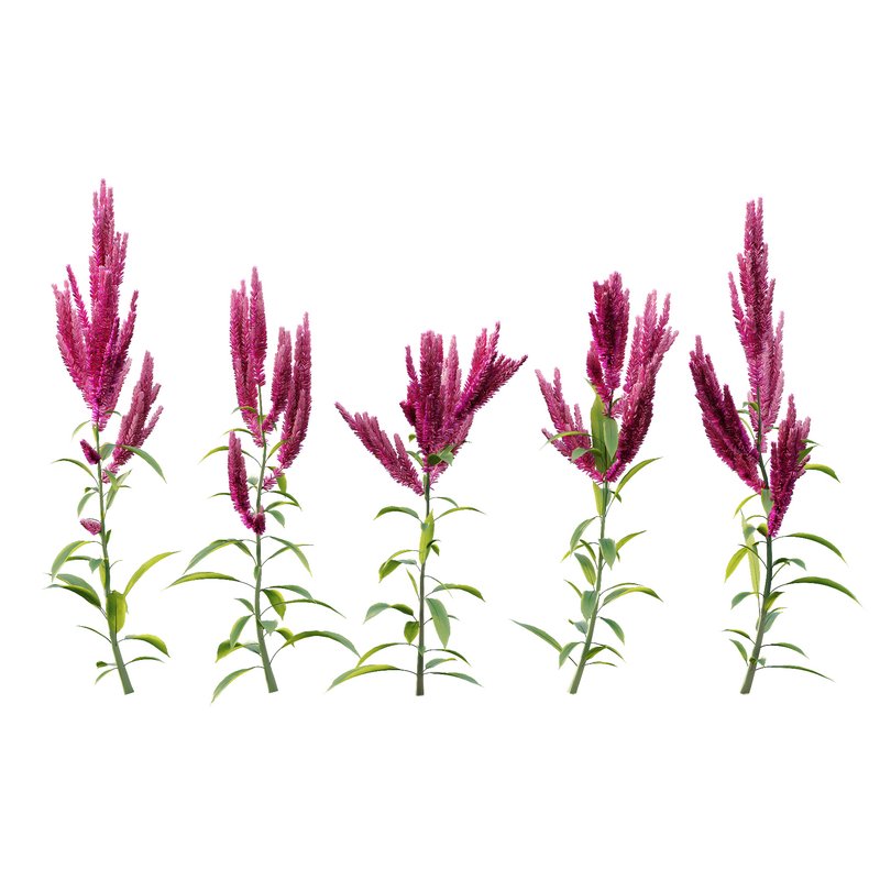 Set of Plant Princes Feather02 -Amaranthus hypochondriacus - Image 3