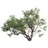 Arctostaphylos manzanita – Common Manzanita - Thumbnail 2