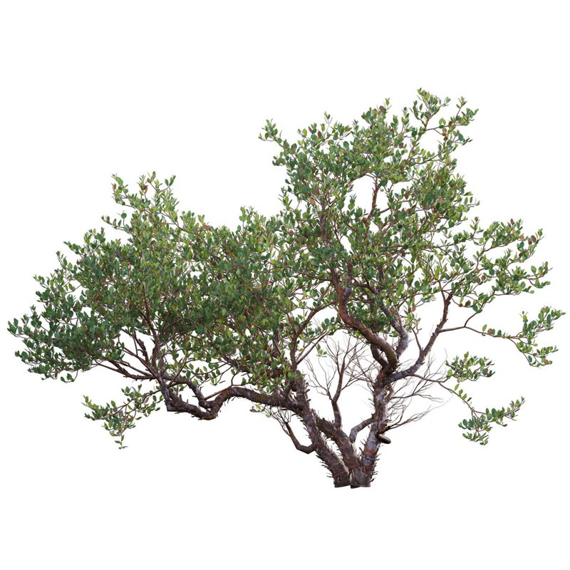 Arctostaphylos manzanita – Common Manzanita - Image 2