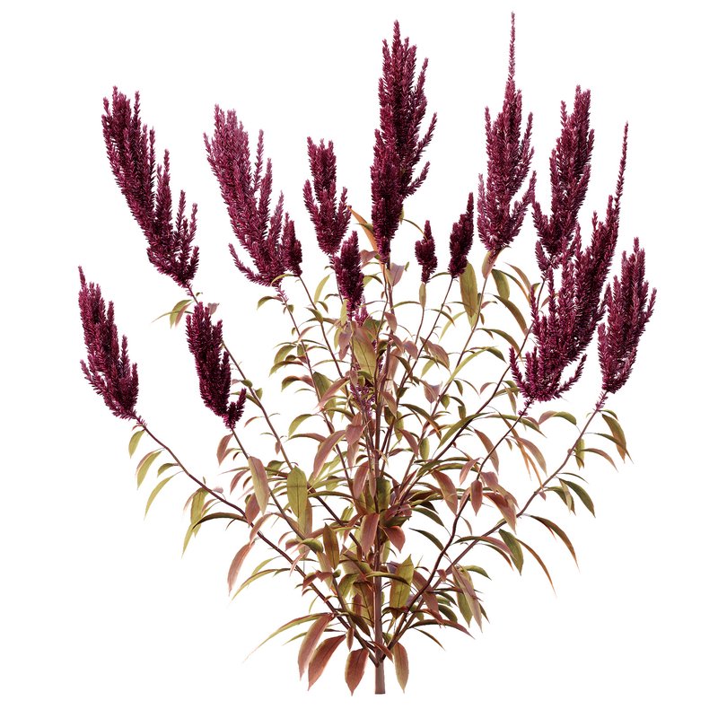 Set of Plant Princes Feather04 Amaranthus hypochondriacus - Image 2