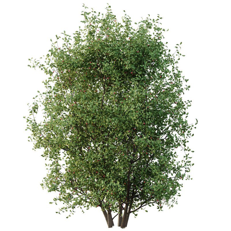 Ilex Mucronata Plant Mountain holly 06 (2 Bush) - Image 3