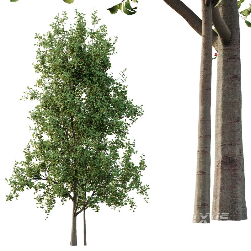 Ilex Mucronata Plant Mountain holly 05 -2 trees - Image 4