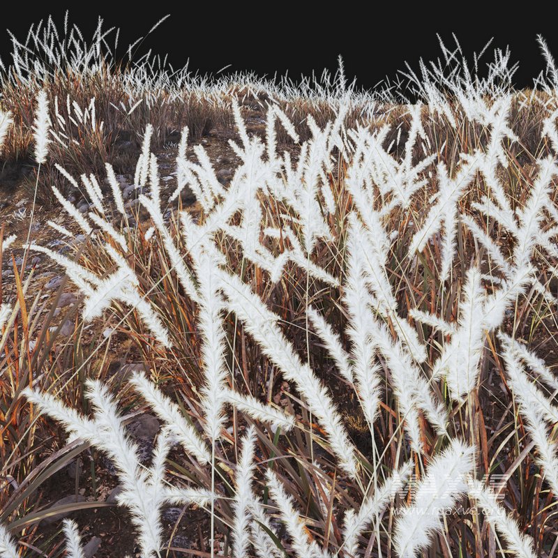 Imperata cylindrica – Cogon Grass 04 - Image 4