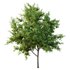 Ilex Mucronata Plant Mountain holly 01 -2 trees - Thumbnail 4