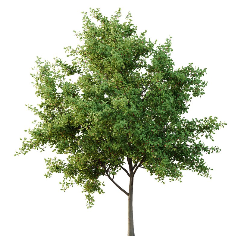 Ilex Mucronata Plant Mountain holly 01 -2 trees - Image 4