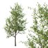 Ilex Mucronata Plant Mountain holly 02 -2 trees - Thumbnail 3