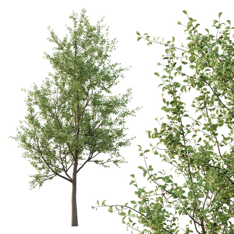 Ilex Mucronata Plant Mountain holly 02 -2 trees - Image 3