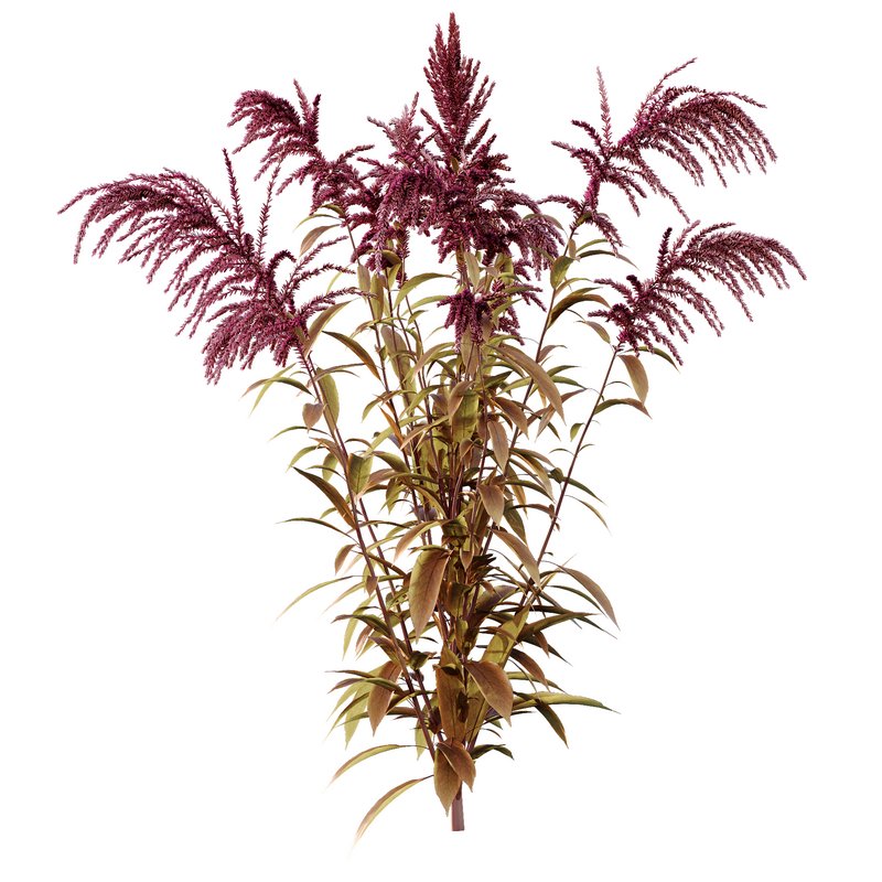 Set of Plant Princes Feather03 -Amaranthus hypochondriacus - Image 2