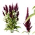 Set of Plant Princes Feather07 -Amaranthus hypochondriacus - Thumbnail 2
