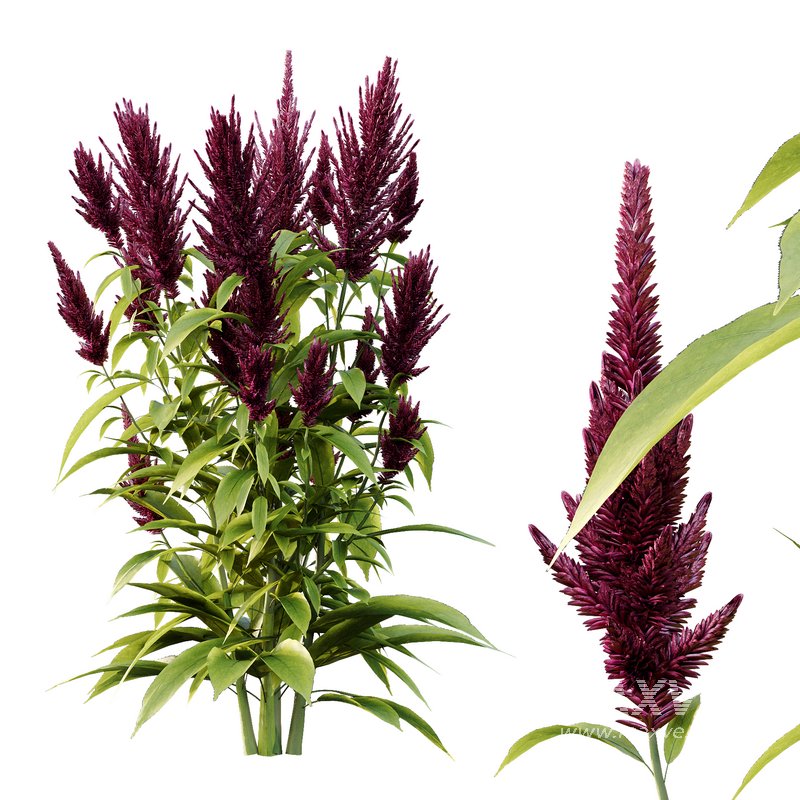 Set of Plant Princes Feather07 -Amaranthus hypochondriacus - Image 2