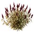 Set of Plant Princes Feather06 -Amaranthus hypochondriacus - Thumbnail 3