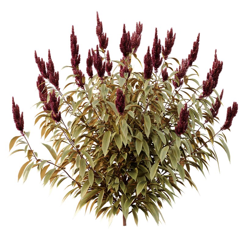 Set of Plant Princes Feather06 -Amaranthus hypochondriacus - Image 3