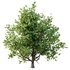 Ilex Mucronata Plant Mountain holly 08 (5 bushes) - Thumbnail 2