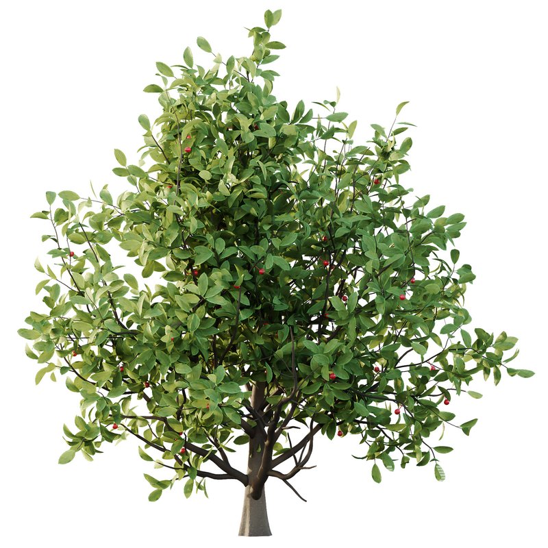 Ilex Mucronata Plant Mountain holly 08 (5 bushes) - Image 2