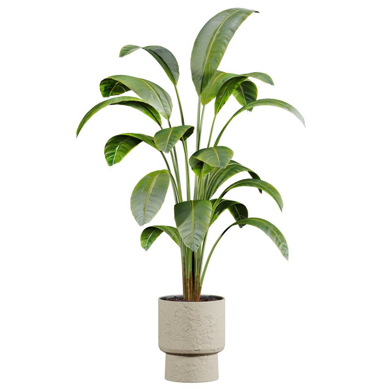 plants set - Image 3