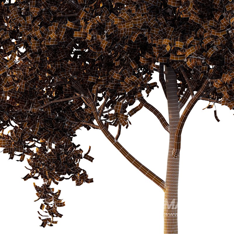 Ilex Mucronata Plant Mountain holly 01 -2 trees - Image 3