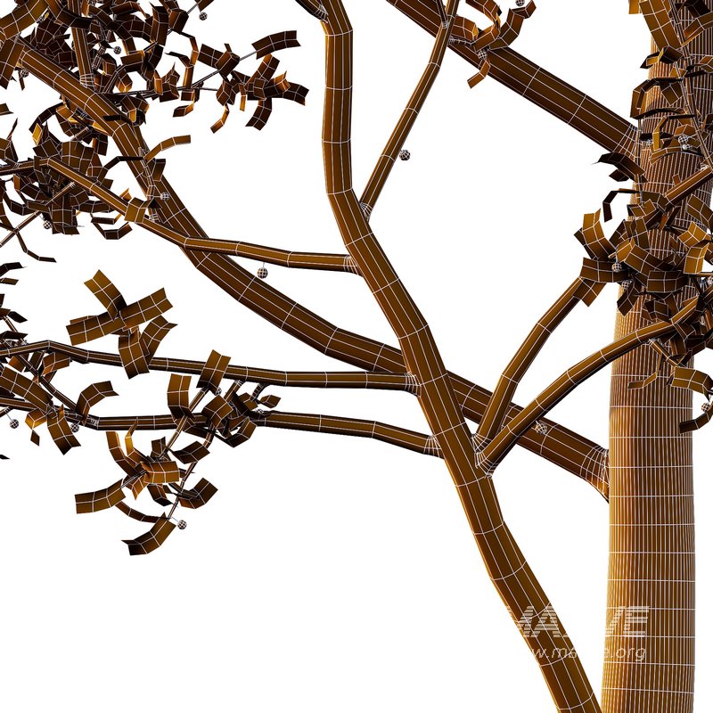 Ilex Mucronata Plant Mountain holly 02 -2 trees - Image 4