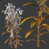 Set of Plant Princes Feather09 -Amaranthus hypochondriacus - Thumbnail 4