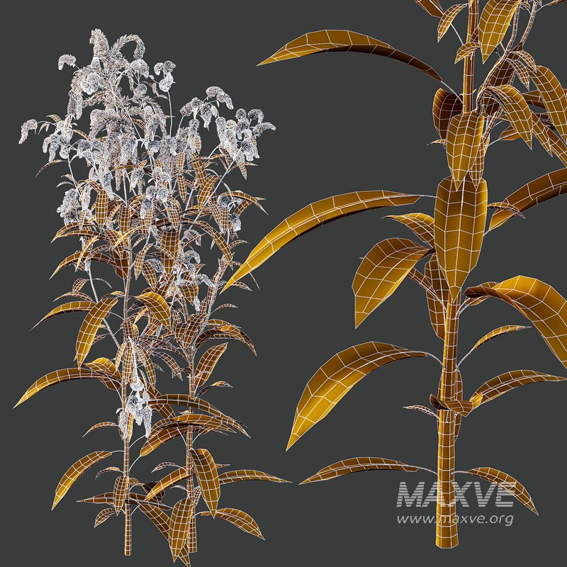 Set of Plant Princes Feather09 -Amaranthus hypochondriacus - Image 4
