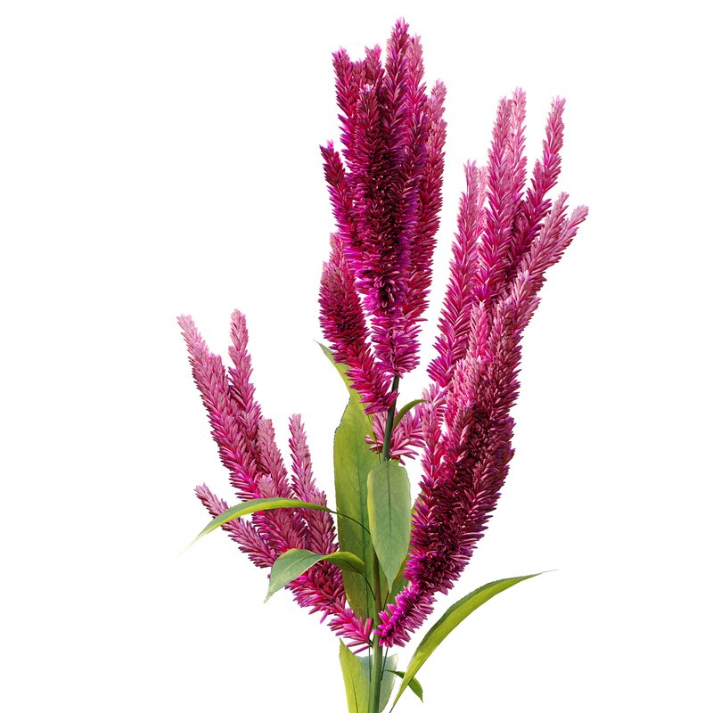 Set of Plant Princes Feather02 -Amaranthus hypochondriacus - Image 4