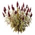 Set of Plant Princes Feather06 -Amaranthus hypochondriacus - Thumbnail 4