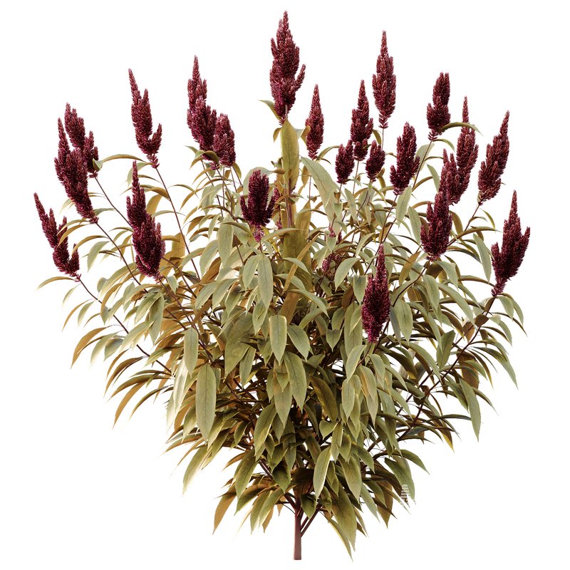 Set of Plant Princes Feather06 -Amaranthus hypochondriacus - Image 4