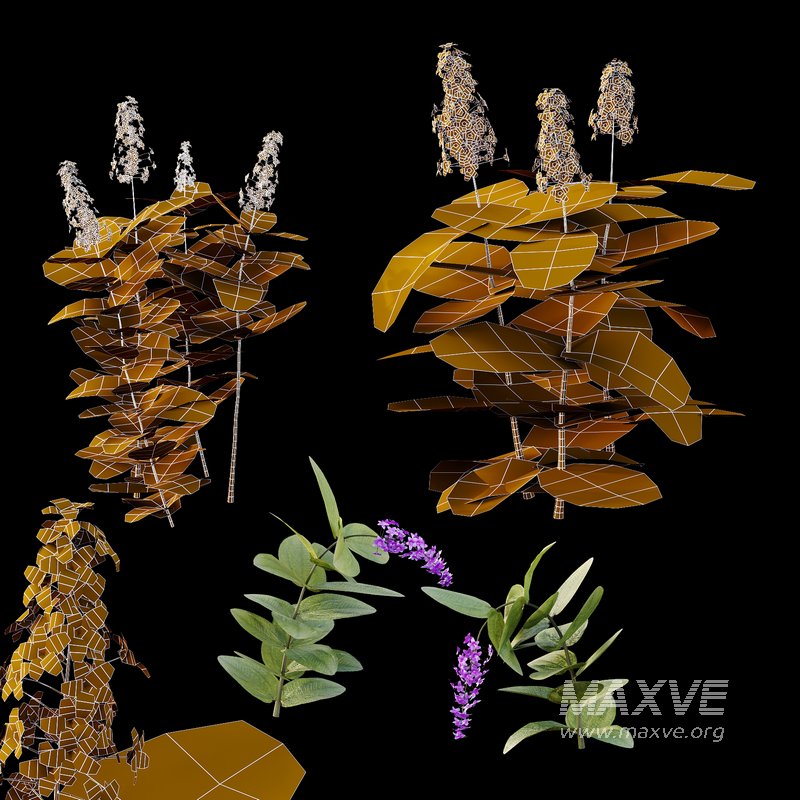 Tibouchina Semidecandra Grass 01 - Image 3