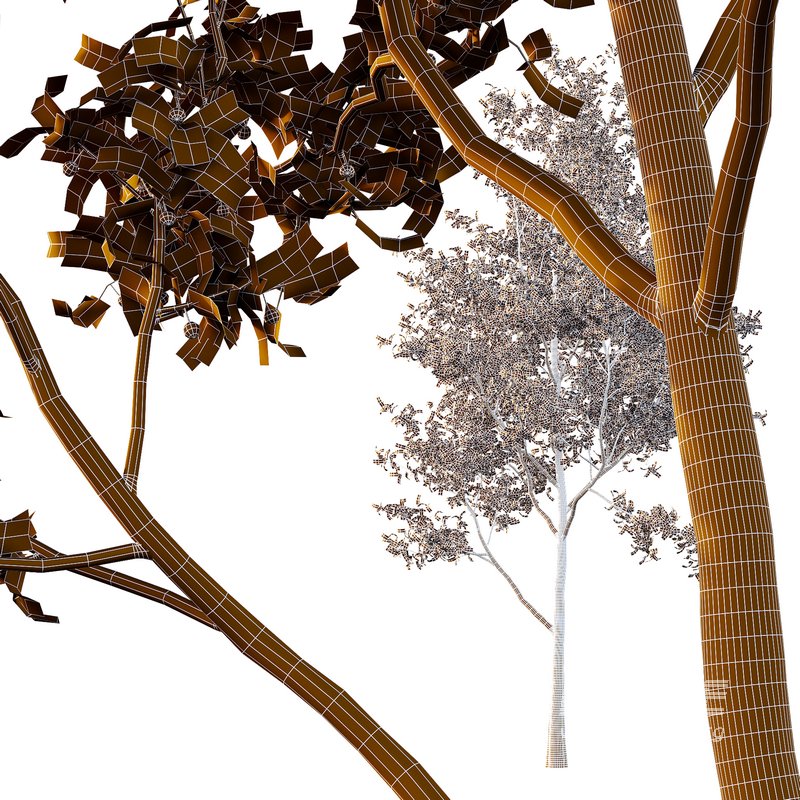 Ilex Mucronata Plant Mountain holly 04 -3 trees - Image 4