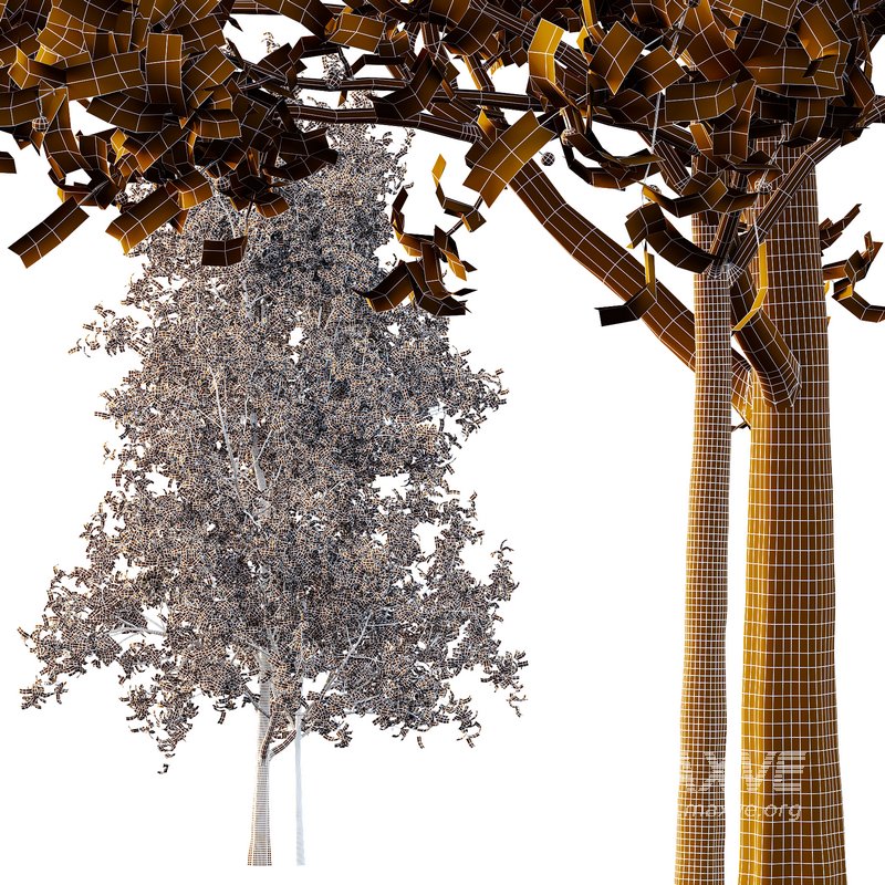 Ilex Mucronata Plant Mountain holly 05 -2 trees - Image 3