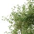 Ilex Mucronata Plant Mountain holly 06 (2 Bush) - Thumbnail 4