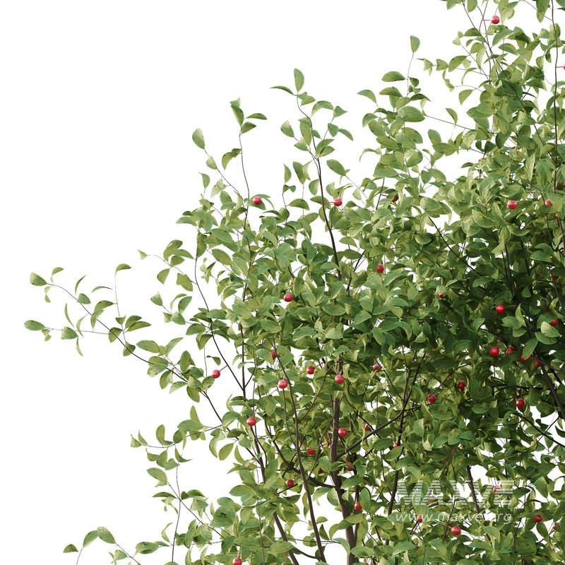 Ilex Mucronata Plant Mountain holly 06 (2 Bush) - Image 4