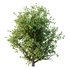 Ilex Mucronata Plant Mountain holly 08 (5 bushes) - Thumbnail 3