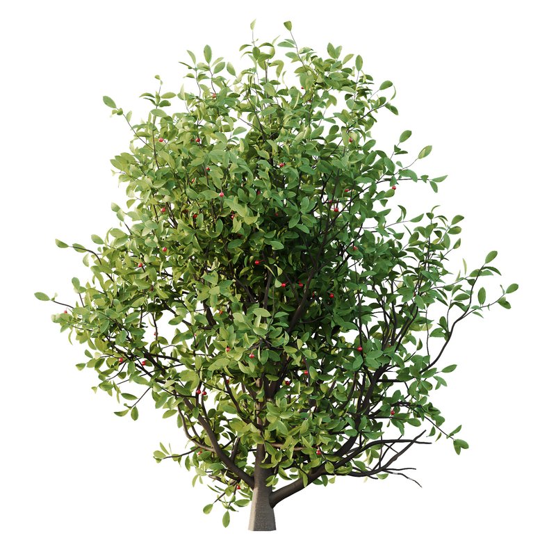 Ilex Mucronata Plant Mountain holly 08 (5 bushes) - Image 3