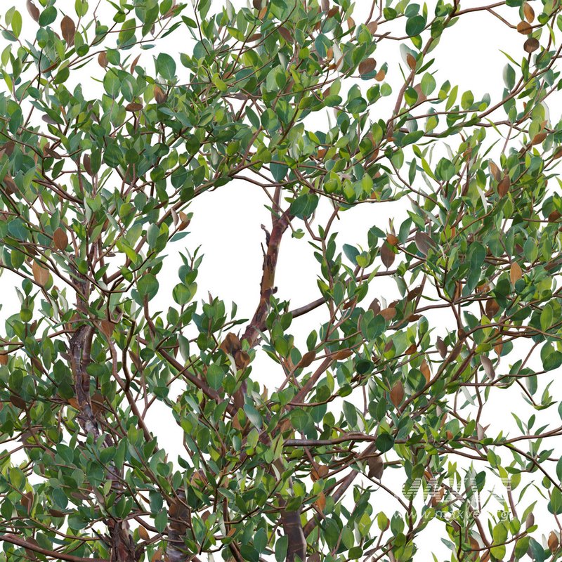 Arctostaphylos manzanita – Common Manzanita - Image 3