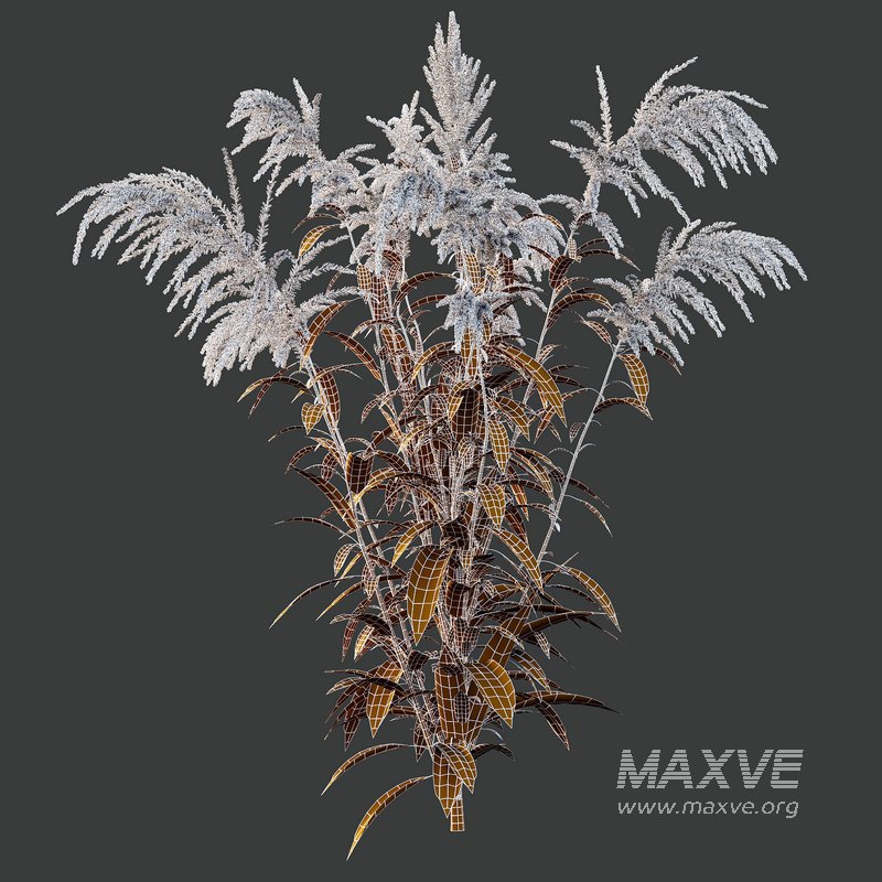 Set of Plant Princes Feather03 -Amaranthus hypochondriacus - Image 4