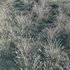 Helictotrichon sempervirens – Blue Oat Grass - Thumbnail 4