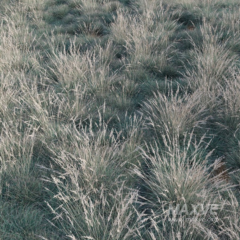 Helictotrichon sempervirens – Blue Oat Grass - Image 4